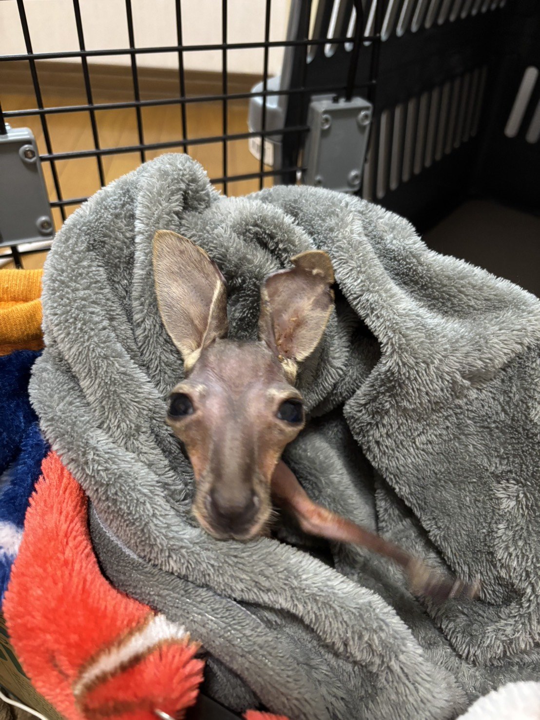 アカカンガルーが人工哺育で順調に育っています！