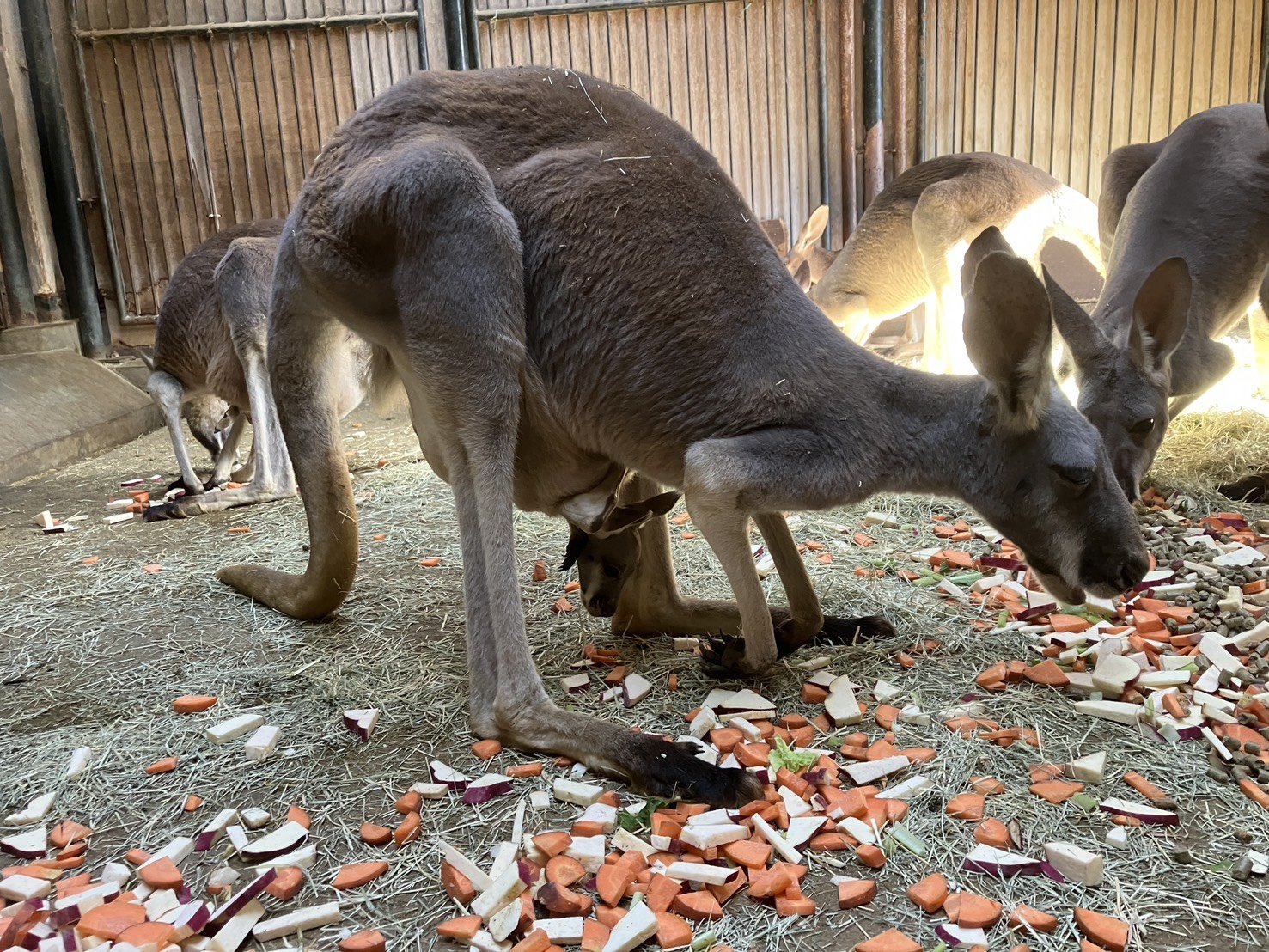 アカカンガルーの赤ちゃんが顔を出しました！