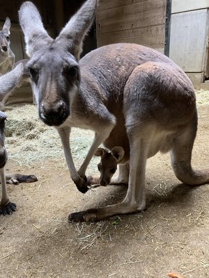 アカカンガルーの赤ちゃんが顔を出しました！