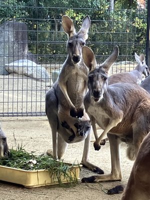 アカカンガルーの赤ちゃんが顔を出しました！