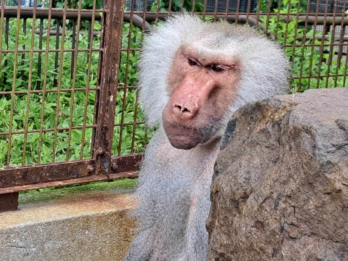 マントヒヒのボンズ（♂）が死亡しました