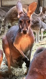 アカカンガルーの赤ちゃんが顔を出しました！