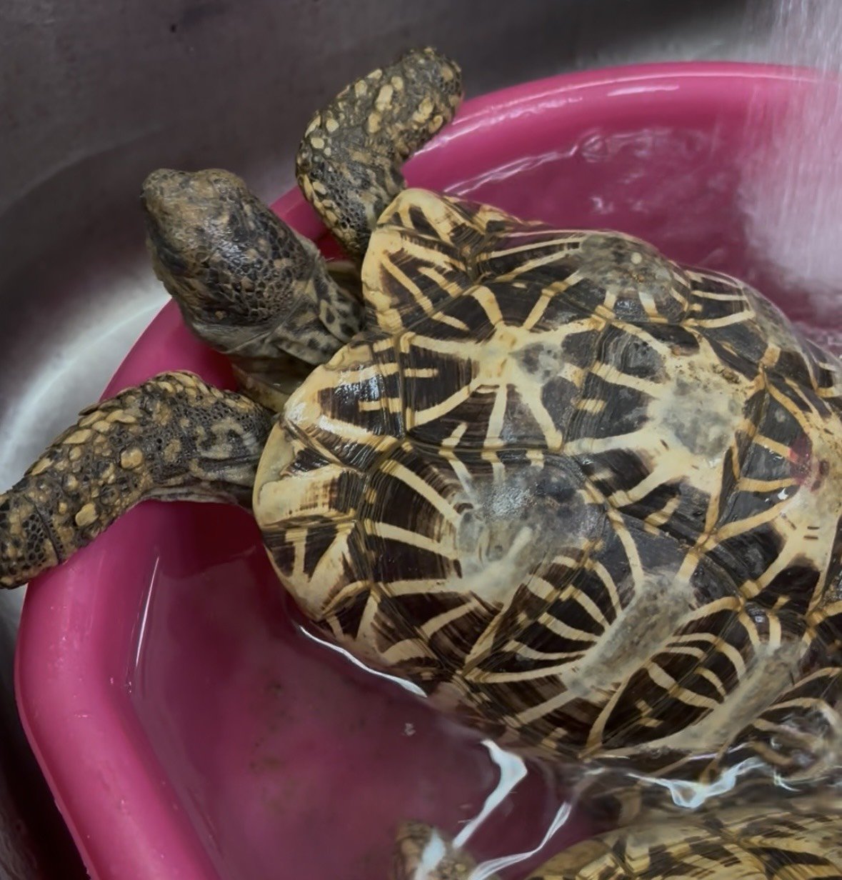 インドホシガメの（♀）が死亡しました