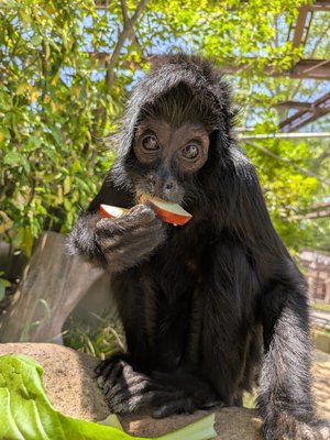 コロンビアクロクモザルのクロ（♀）が死亡しました。