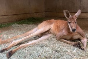 アカカンガルーのウニ（♂）が死亡しました
