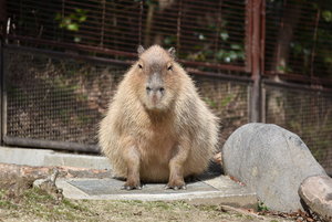 カピバラのワカメ（♀）が死亡しました。