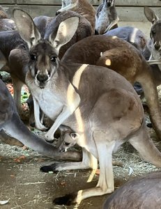 アカカンガルーの赤ちゃんが顔を出しました！