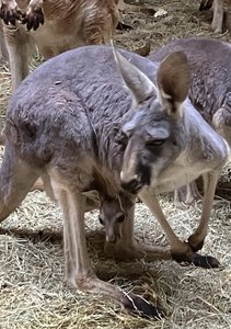 アカカンガルーの赤ちゃんが顔を出しました！