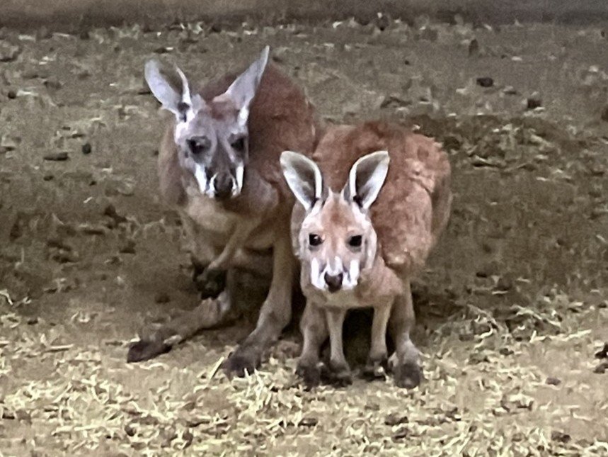 アカカンガルーのニジオ（♂）が死亡しました。