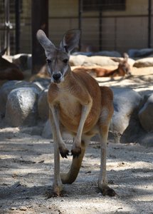 アカカンガルーのジャンプ（♂）が死亡しました。