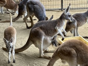 アカカンガルーの赤ちゃんが顔を出しました！