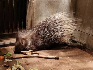 ヤマアラシのガチャピン(♂)が死亡しました。