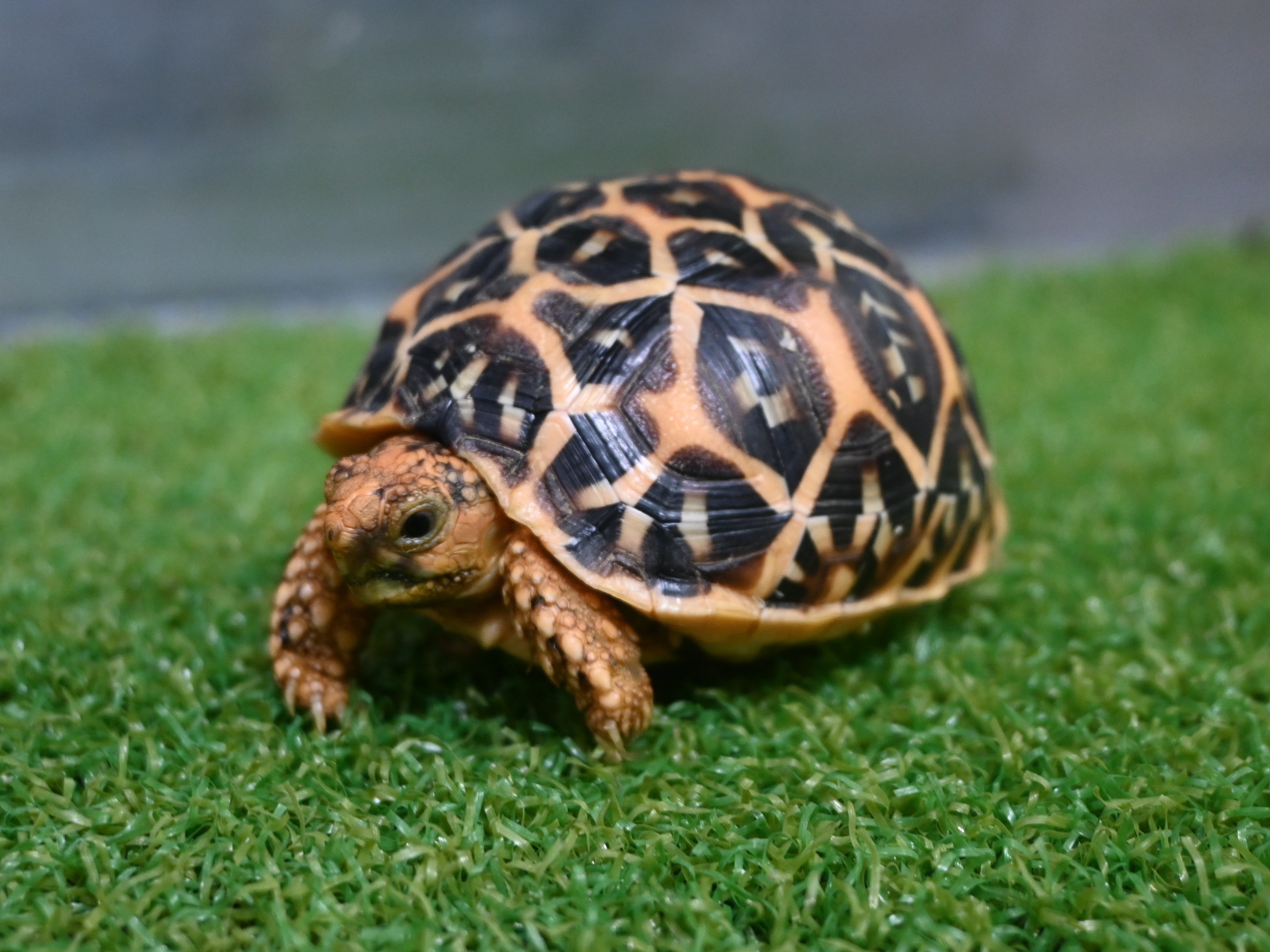 インドホシガメが繁殖しました！