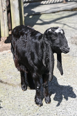 ミミナガヤギのハヅキ（11歳）が死亡しました。