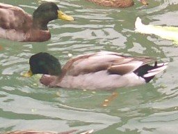 マガモのあおくび(♂)が死亡しました。