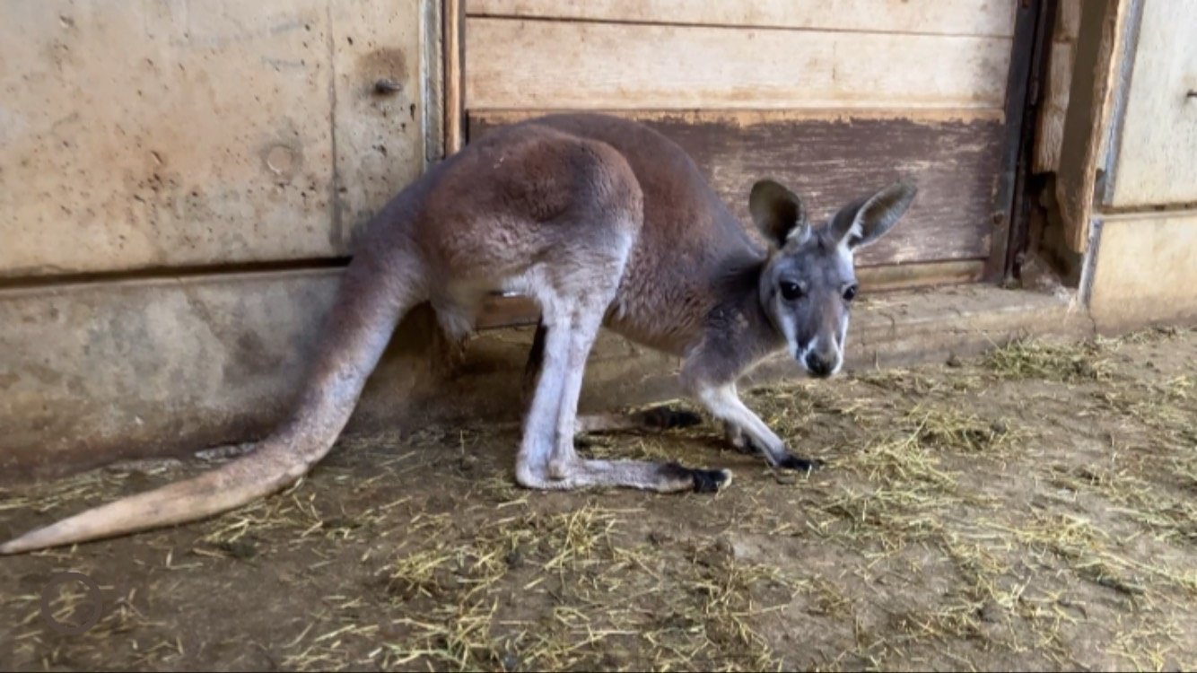 アカカンガルーのマキ（♀）が死亡しました。