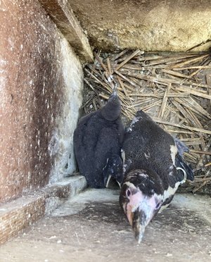フンボルトペンギンのヒナが生まれました！