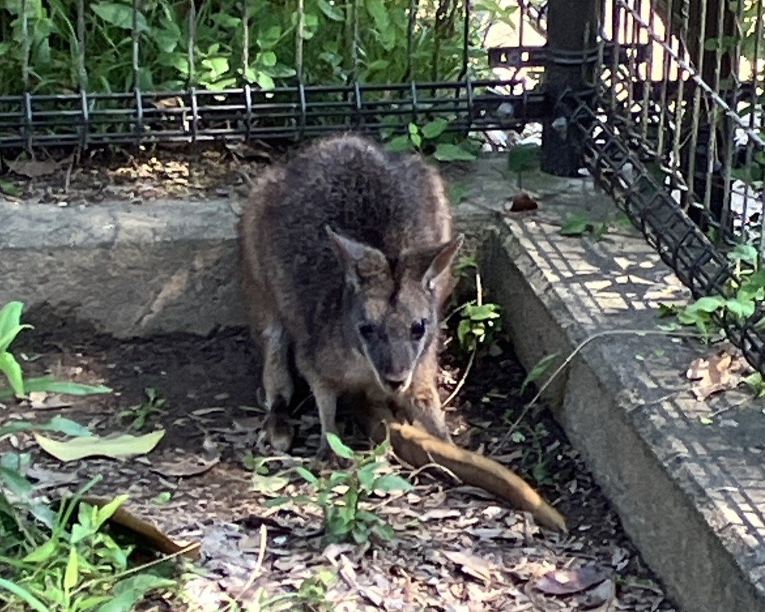パルマワラビーのさち（♂）が死亡しました。