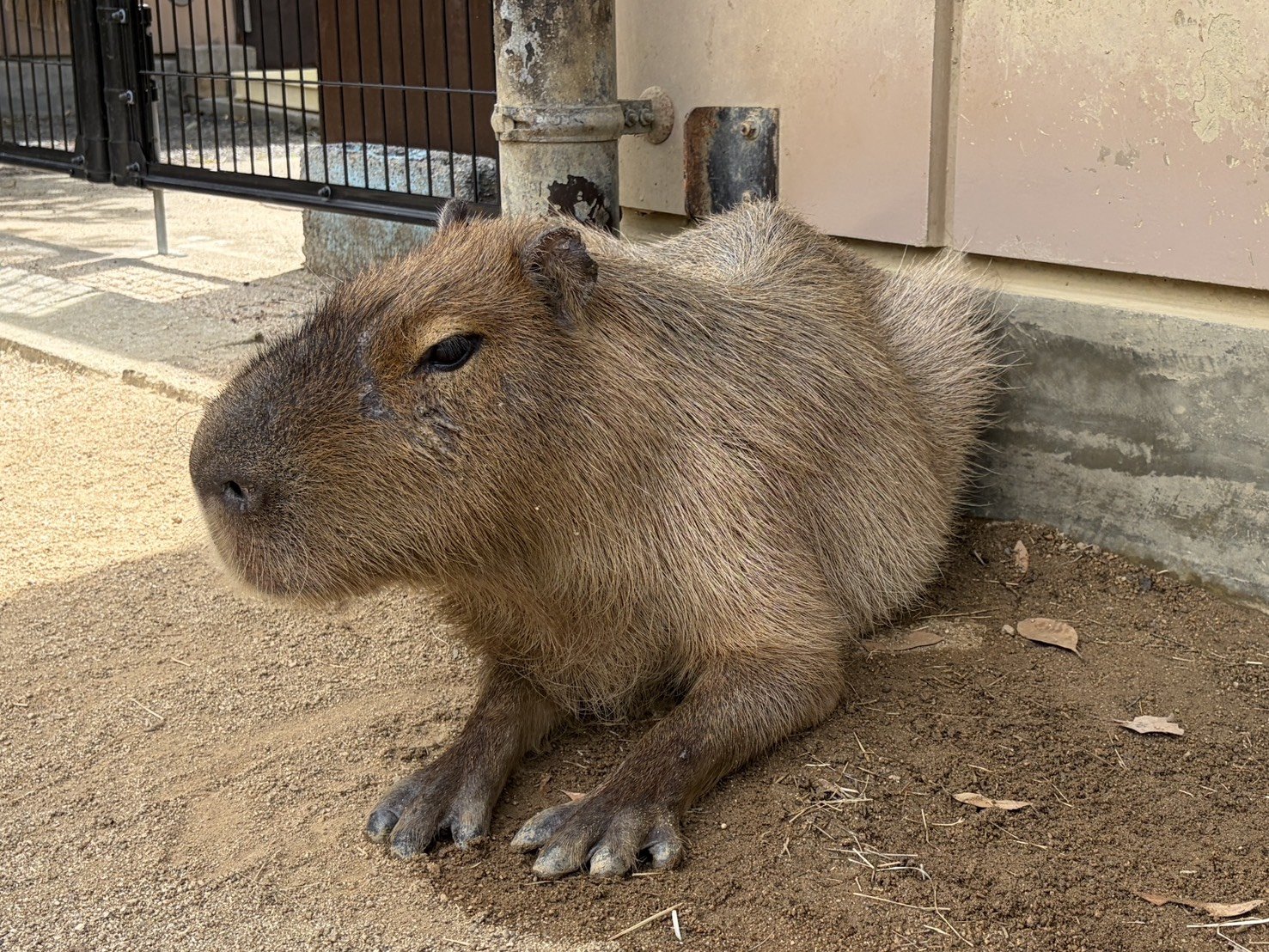 カピバラのアイ（♀）が死亡しました。