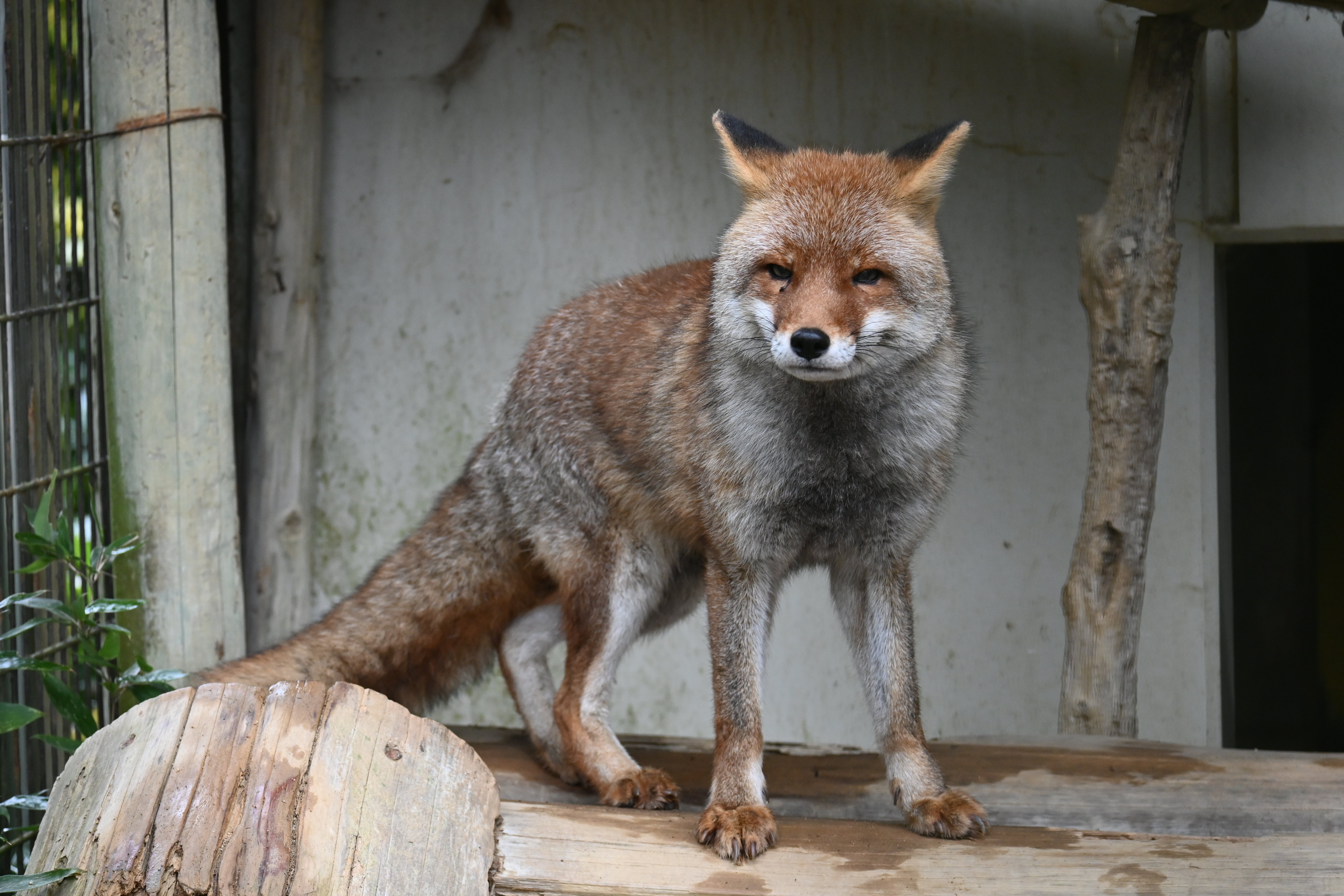 ホンドギツネのシュウ（♂）が死亡しました。