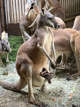アカカンガルーの赤ちゃんが顔を出しました！