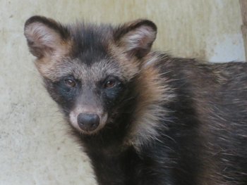 ホンドタヌキのポコ（♂）が死亡しました