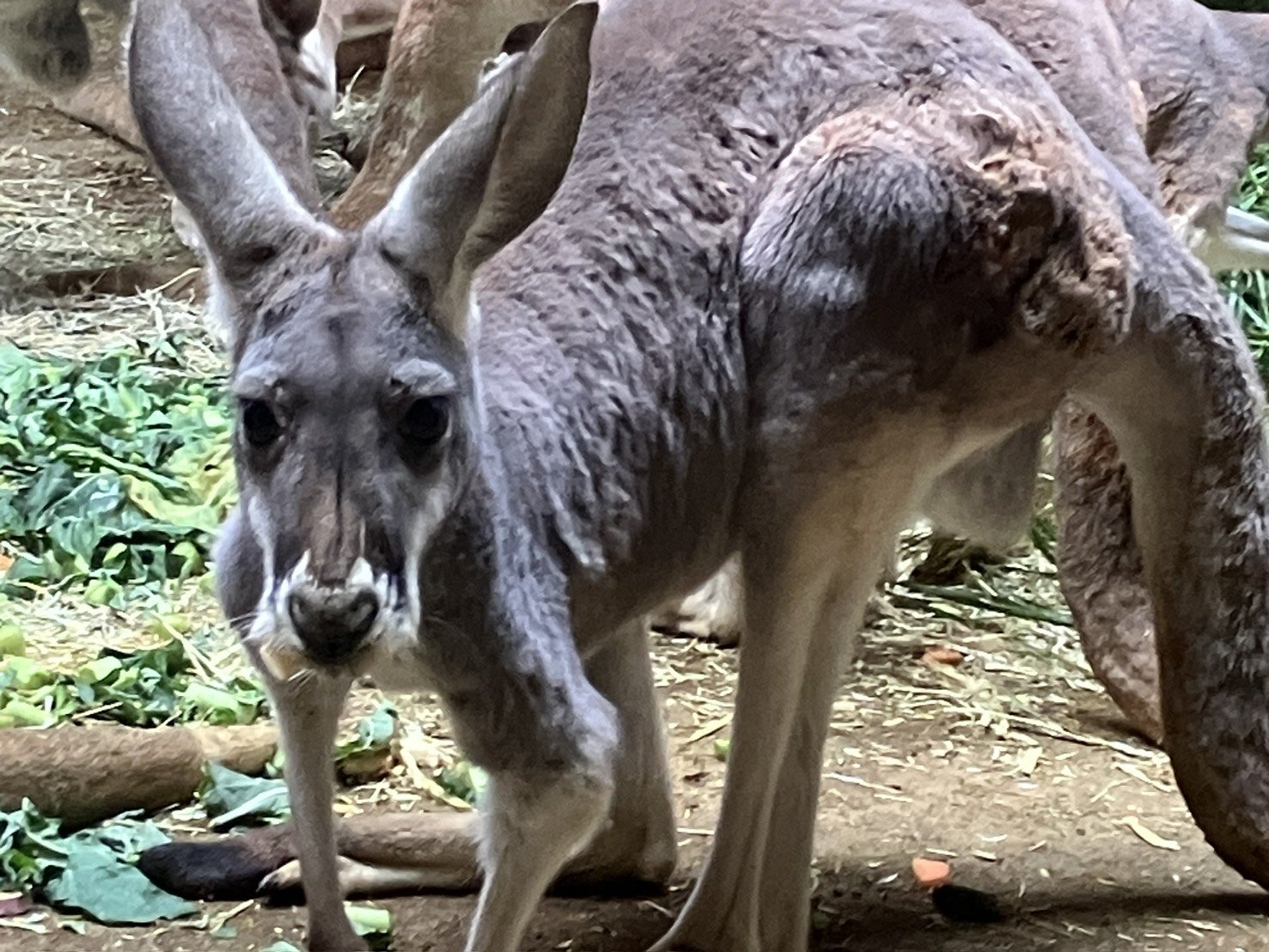 アカカンガルーのキマメ（♀）、ユカリ（♂）が死亡しました。