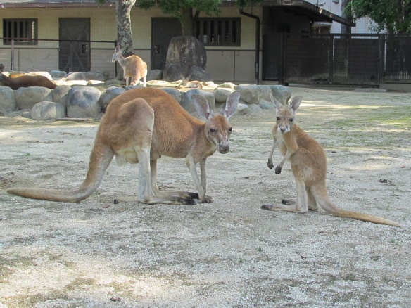 アカカンガルーのリオ（♂）が死亡しました。