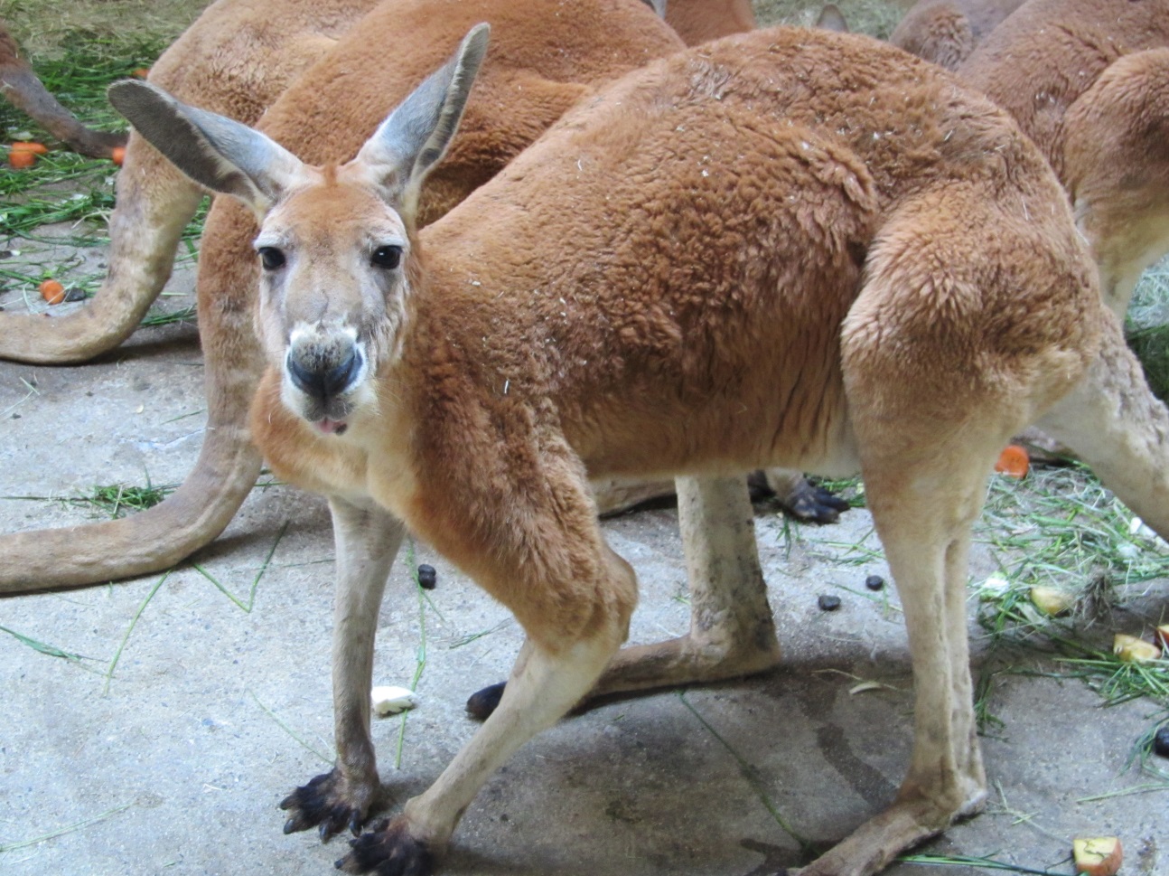 アカカンガルーのカイ（♂）・チャラリン（♀）が死亡しました。