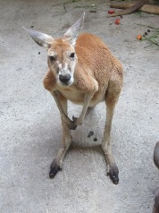 アカカンガルーのジャン（♂・4歳）とギニアヒヒのキチ（♀・23歳）が死亡しました。