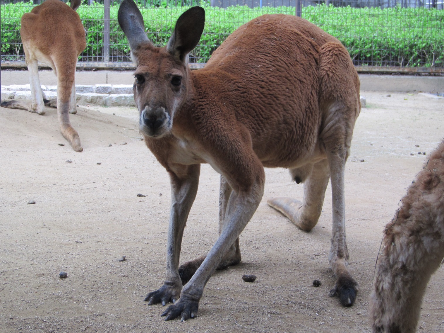 アカカンガルーヒロミツ（♂）が死亡しました。