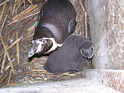 フンボルトペンギンの赤ちゃん誕生！