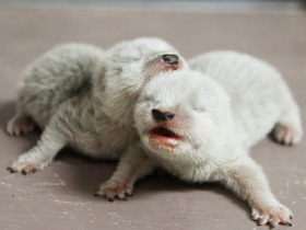 待望のコツメカワウソの赤ちゃん誕生！