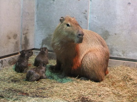 カピバラに赤ちゃん生まれました