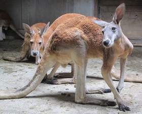 アカカンガルーのピック（♂・５歳）が死亡しました。