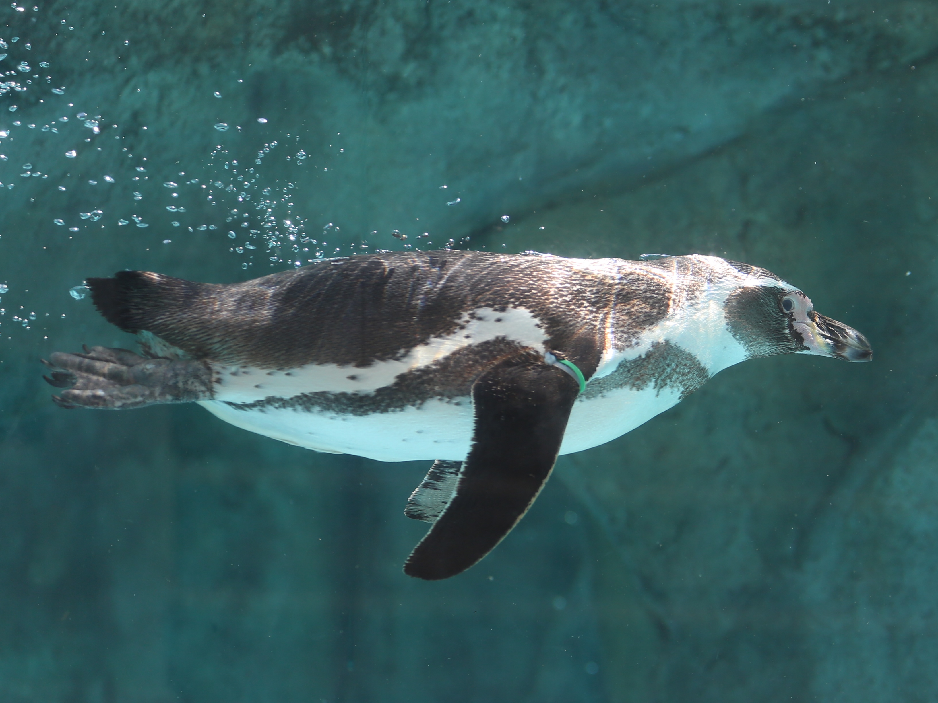 フンボルトペンギン（♂・12歳）が死亡しました。