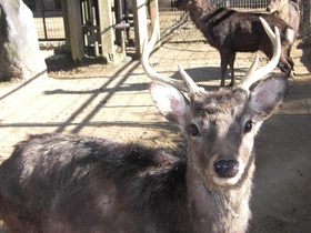 キュウシュウジカ(♂・6歳)、ヒトコブラクダ（♂・25歳）が死亡しました。