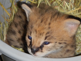 サーバルの赤ちゃんが死亡しました。