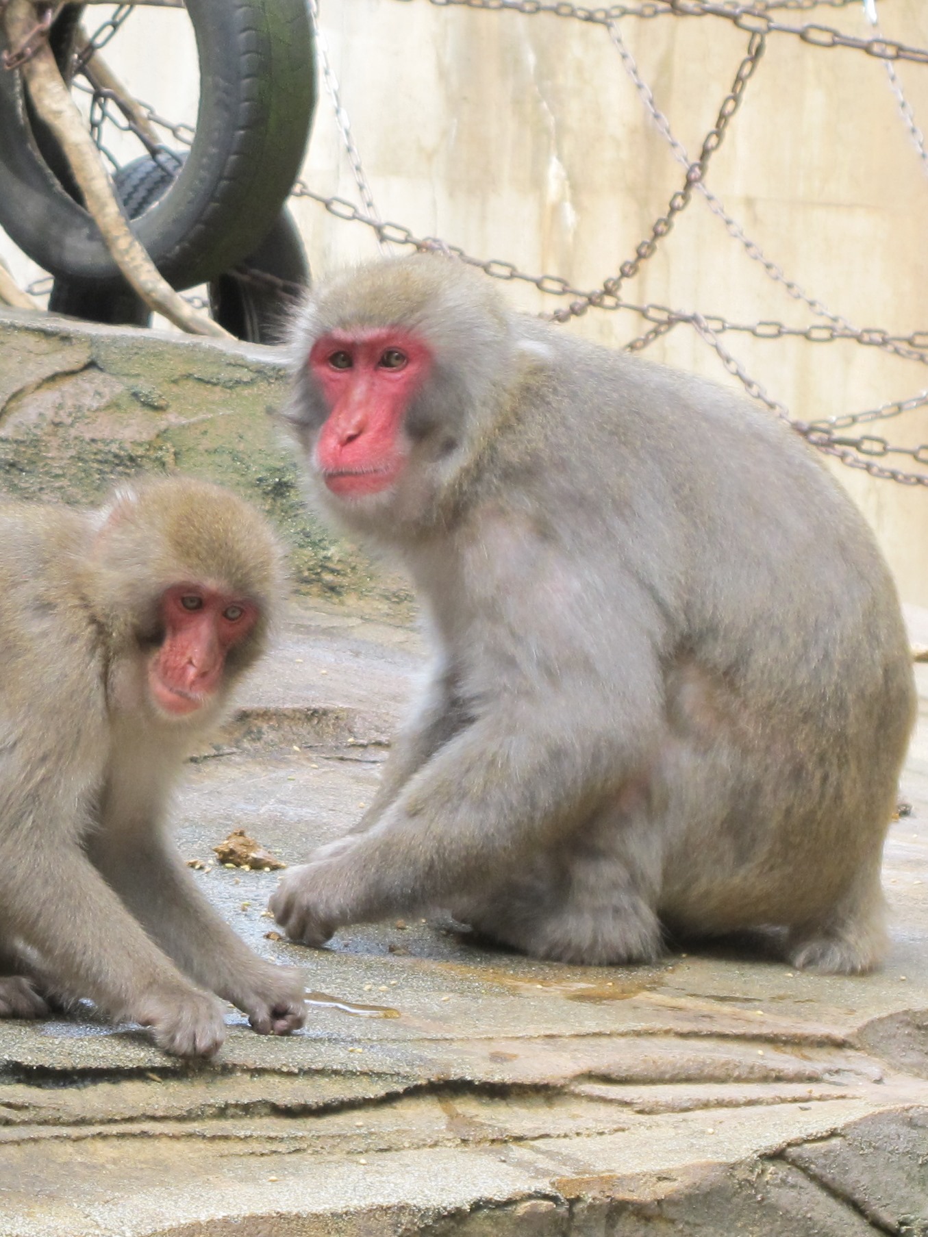 ニホンザルのマンゴー（♂）が死亡しました。