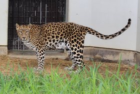 ヒョウのチェリー（♀・２４歳）が死亡しました。