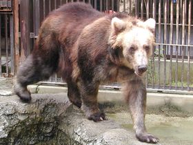 ヒグマのリボン（♀）が死亡しました。