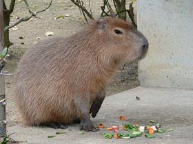 カピバラのジョセフィーヌが死亡しました