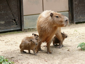 カピバラの赤ちゃん誕生！