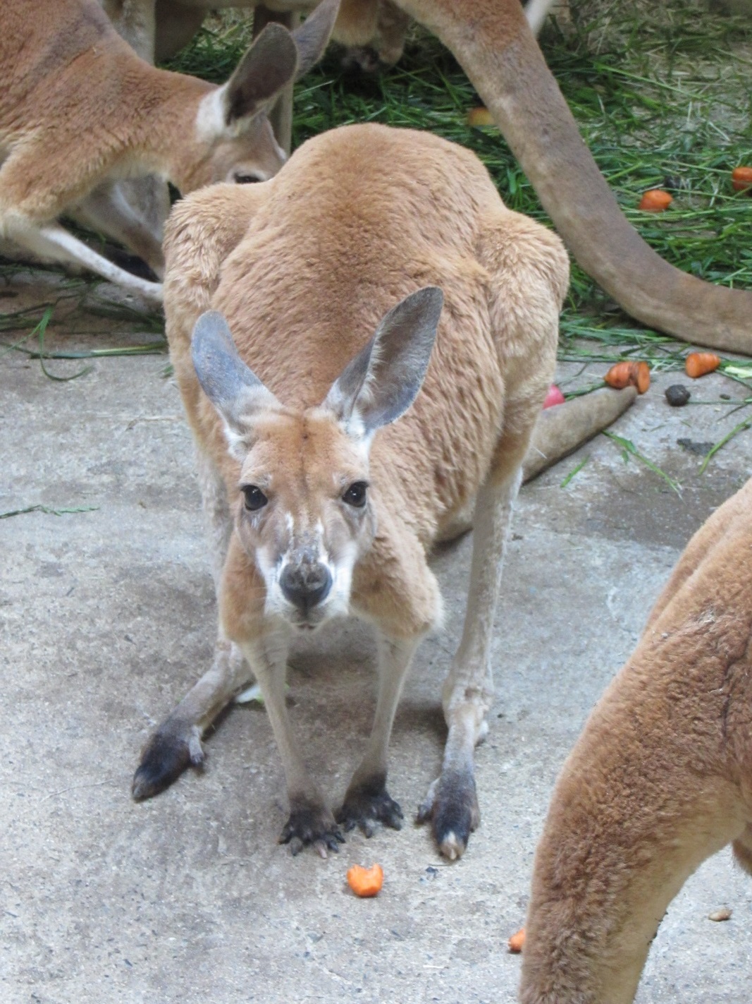 カンガルーのアン（♀）およびマンドリルの赤ちゃん（♀）が死亡しました。