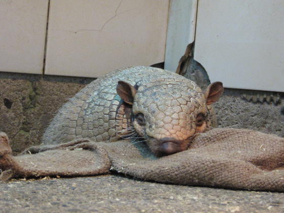 ひなたぼっこの季節です♪｜お知らせ｜愛媛県立とべ動物園