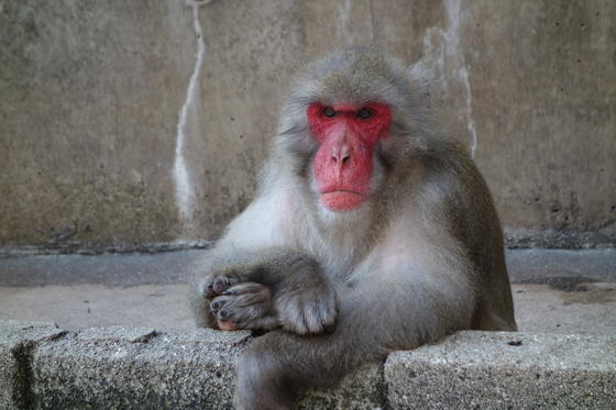 個性豊かなサル山のニホンザル お知らせ 愛媛県立とべ動物園