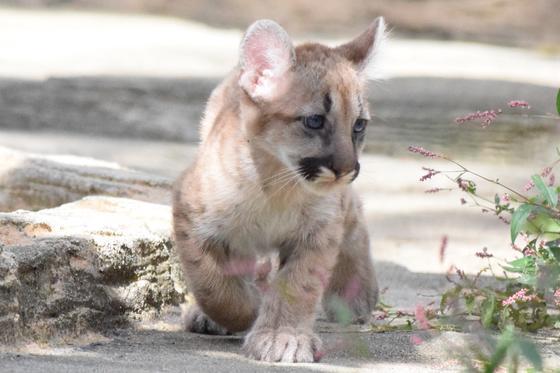 ピューマの赤ちゃんの名前が決まりました お知らせ 愛媛県立とべ動物園