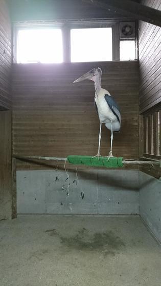 アフリカハゲコウのペアがサバンナデビュー お知らせ 愛媛県立とべ動物園