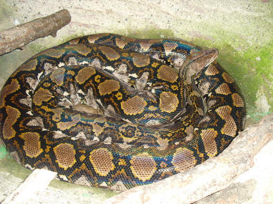 ヘビの歩き 知ってますか お知らせ 愛媛県立とべ動物園