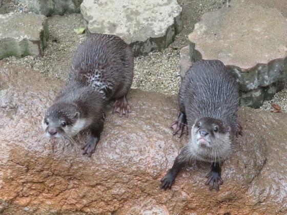 コツメカワウソのグラ どんぐりの公開について お知らせ 愛媛県立とべ動物園